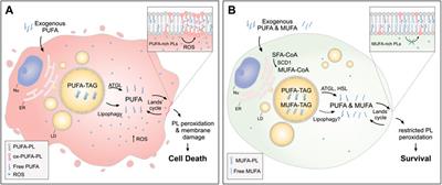 Lipid droplets and polyunsaturated fatty acid trafficking: Balancing life and death